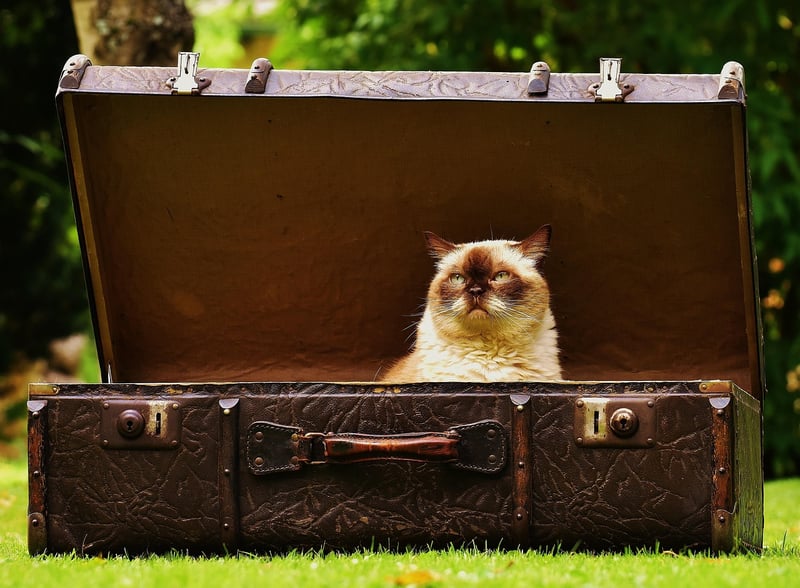 Packed Luggage